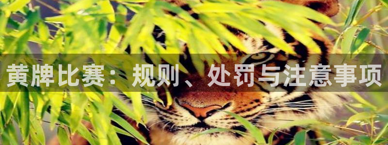 黄牌比赛：规则、处罚与注意事项