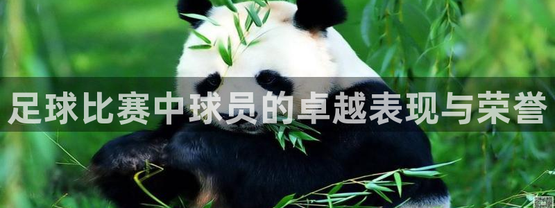 足球比赛中球员的卓越表现与荣誉