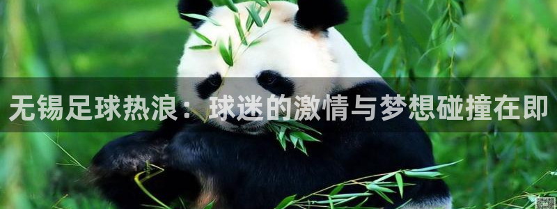 无锡足球热浪：球迷的激情与梦想碰撞在即